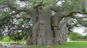 The Big Baobab